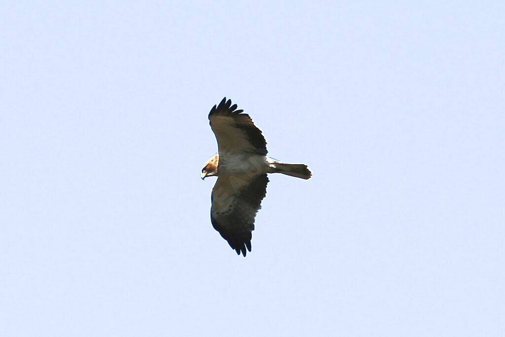 Booted Eagle