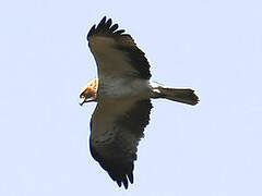 Booted Eagle