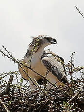 Aigle martial