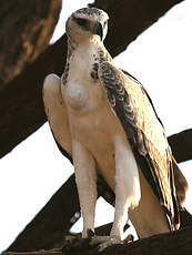 Aigle martial