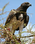Aigle martial