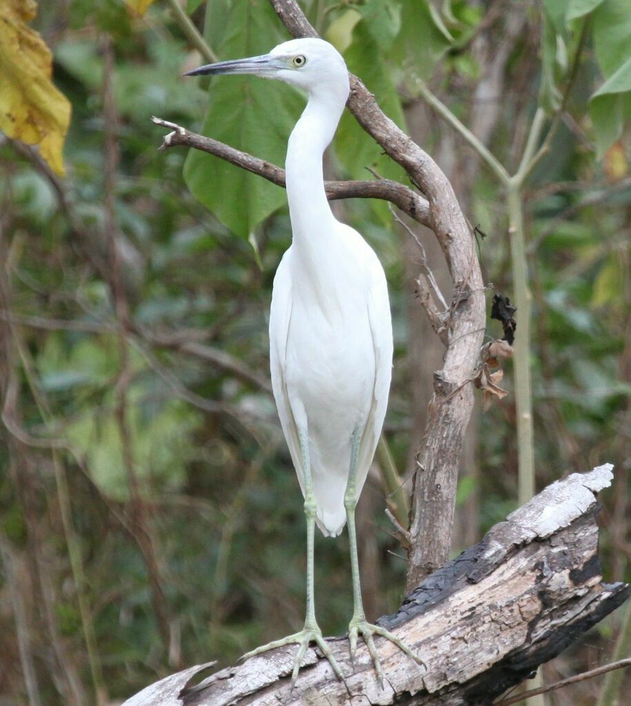 Little Blue Heronadult