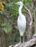 Aigrette bleue