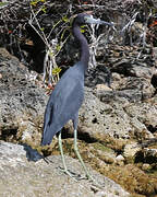 Little Blue Heron