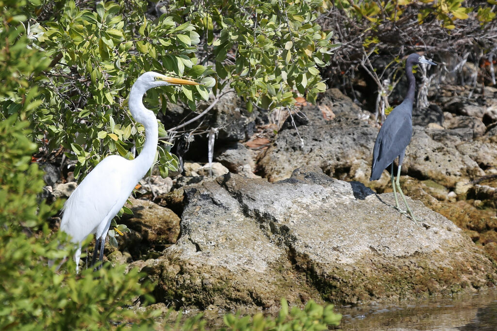 Aigrette bleue