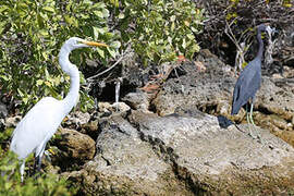 Aigrette bleue