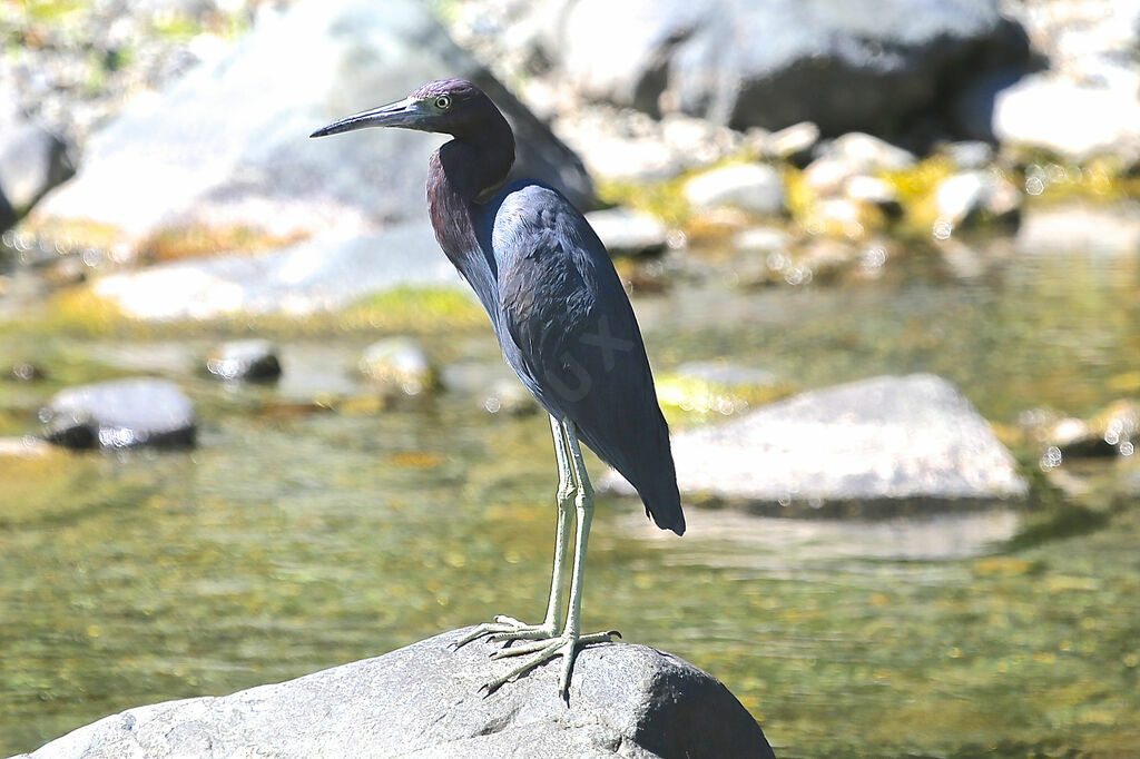 Aigrette bleue