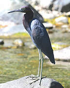 Little Blue Heron