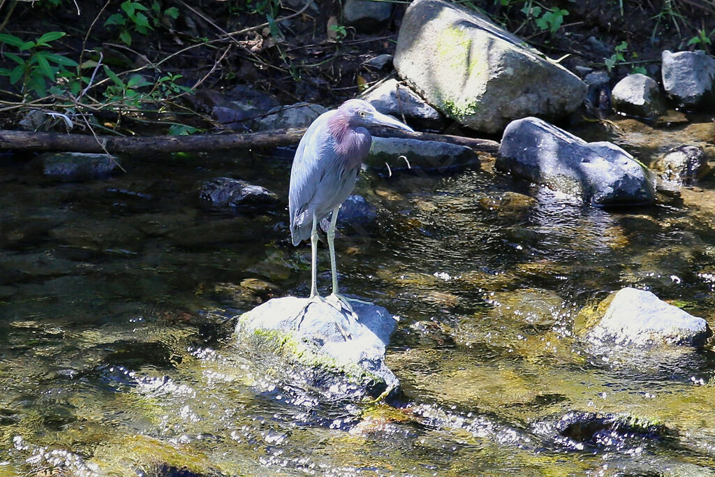 Aigrette bleue