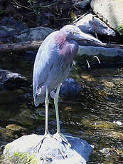 Aigrette bleue