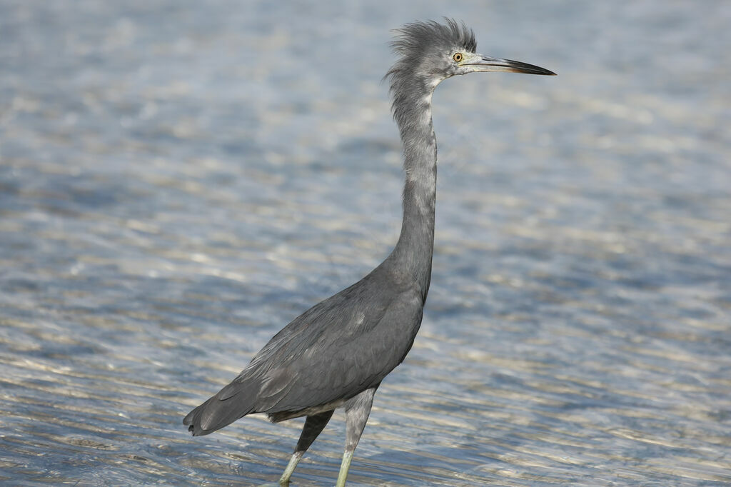 Little Blue Heron