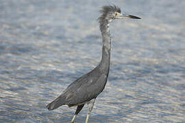 Aigrette bleue