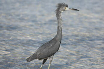 Aigrette bleue