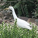 Aigrette de Chine