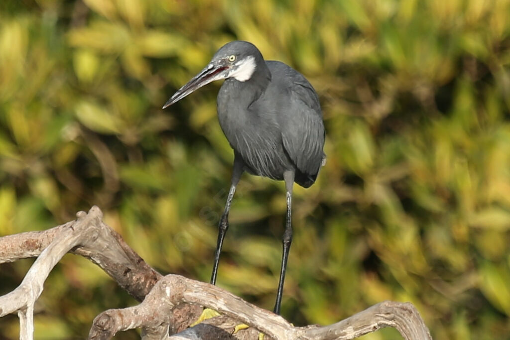 Western Reef Heron