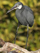 Western Reef Heron