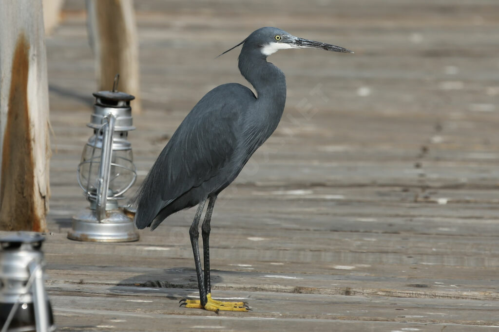 Western Reef Heron