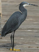 Aigrette des récifs