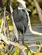 Aigrette des récifs