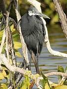 Western Reef Heron