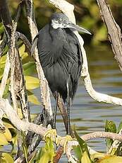 Aigrette des récifs