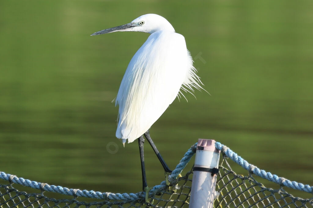 Aigrette garzette