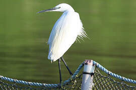 Aigrette garzette