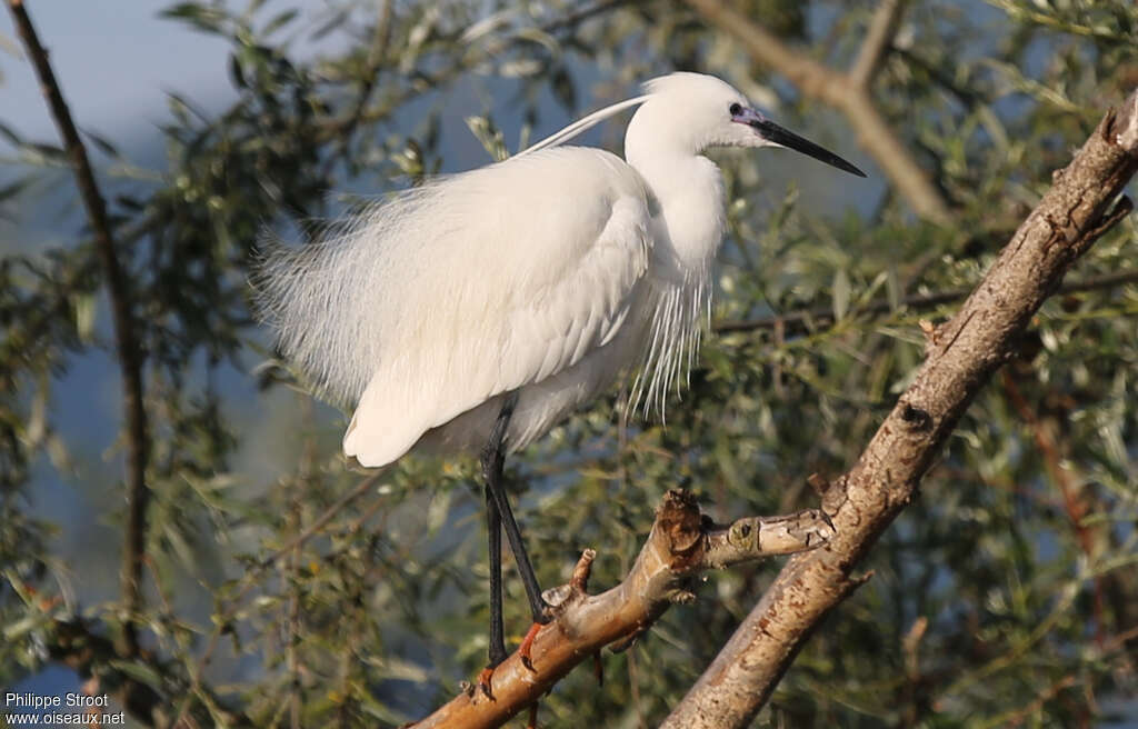 Dombes : Paradis des oiseaux