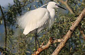 Aigrette garzette