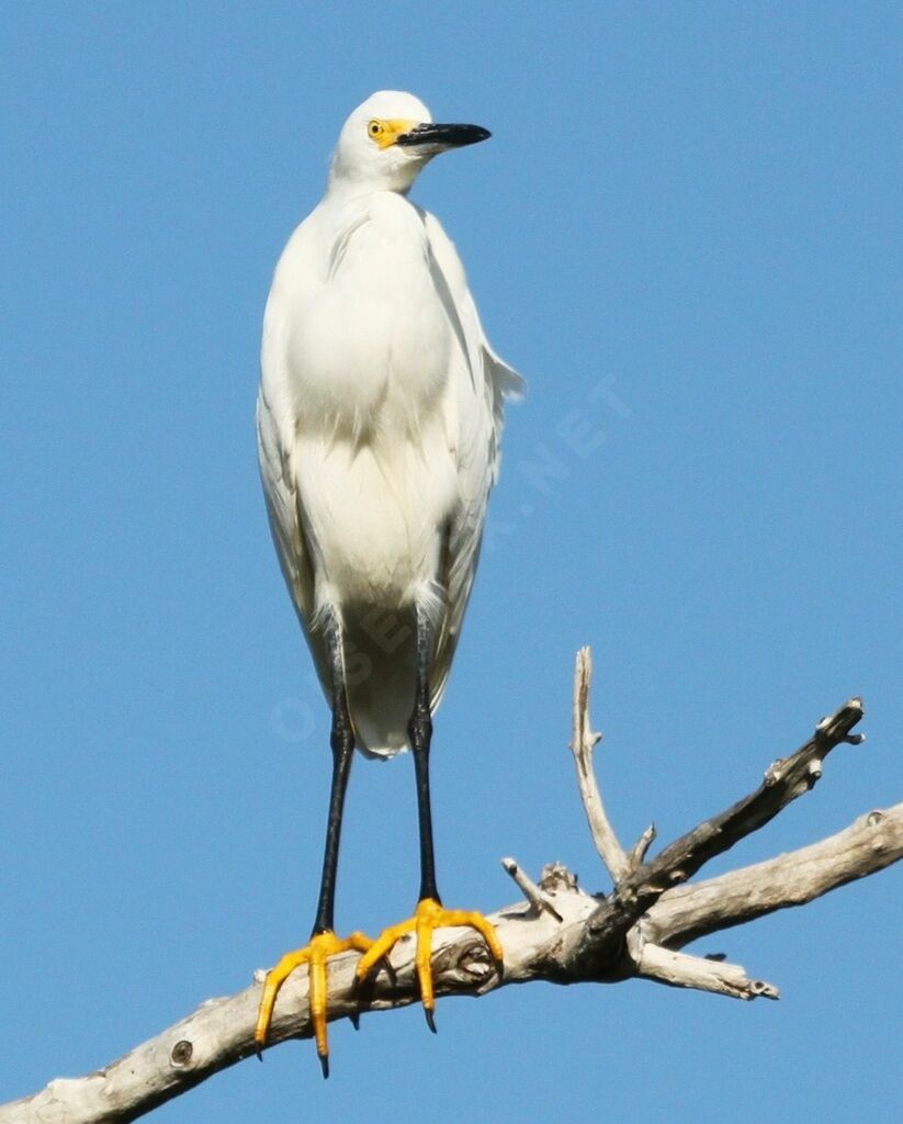 Snowy Egret