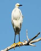 Aigrette neigeuse