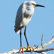 Snowy Egret