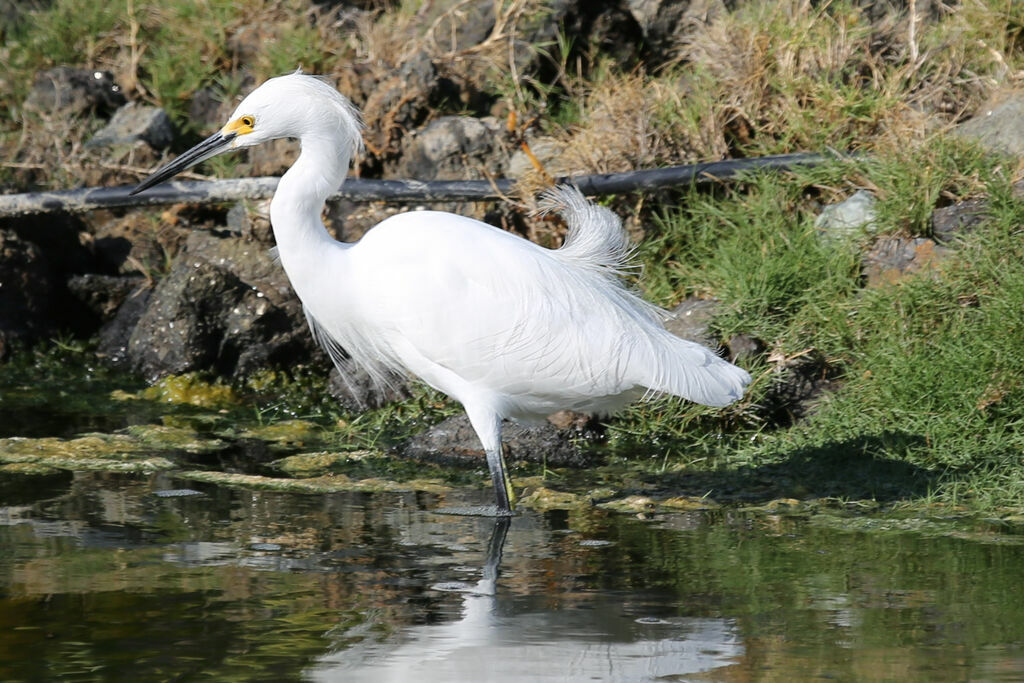 Aigrette neigeuse