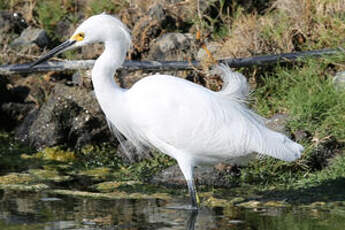 Aigrette neigeuse