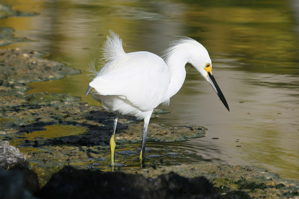 Snowy Egret