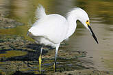 Aigrette neigeuse