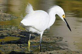 Snowy Egret