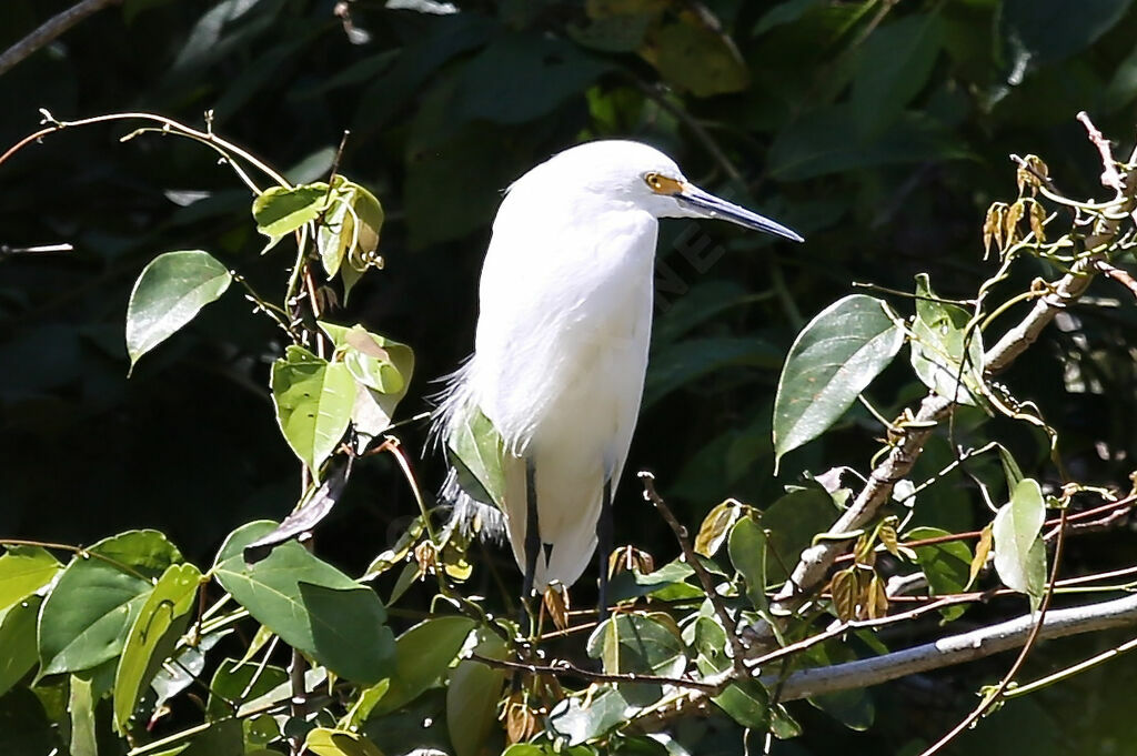 Snowy Egret