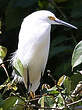 Aigrette neigeuse