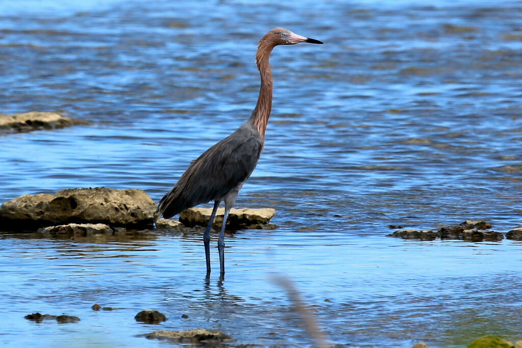 Aigrette roussâtre