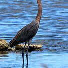 Aigrette roussâtre
