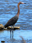 Aigrette roussâtre