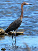 Aigrette roussâtre