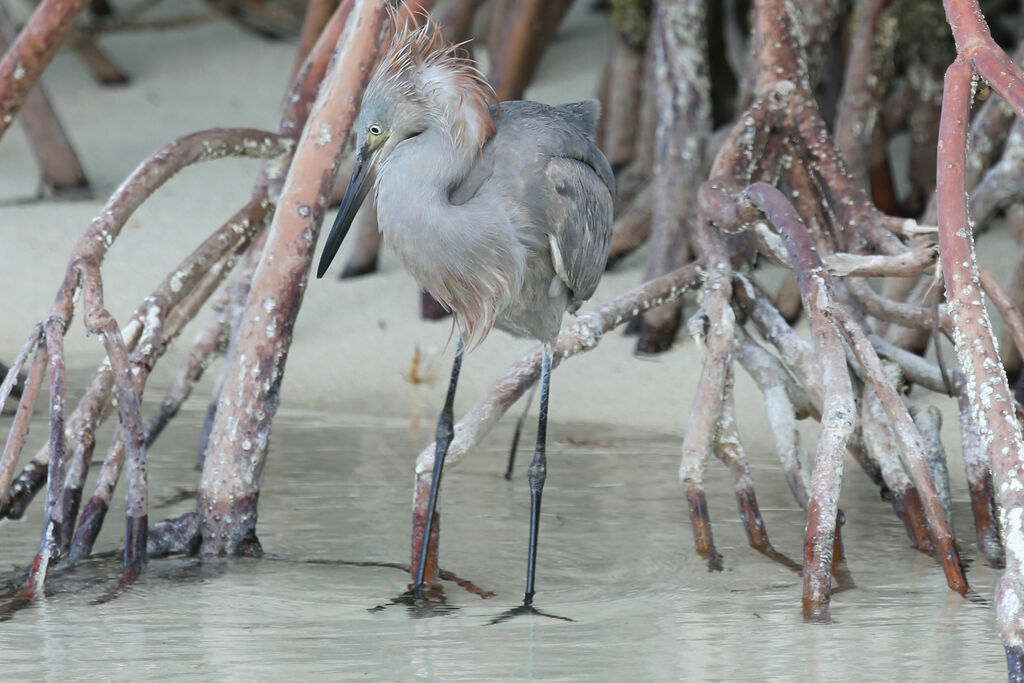 Reddish Egret