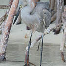 Aigrette roussâtre