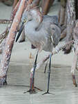 Aigrette roussâtre