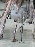 Aigrette roussâtre