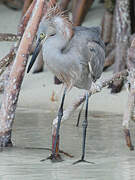 Aigrette roussâtre