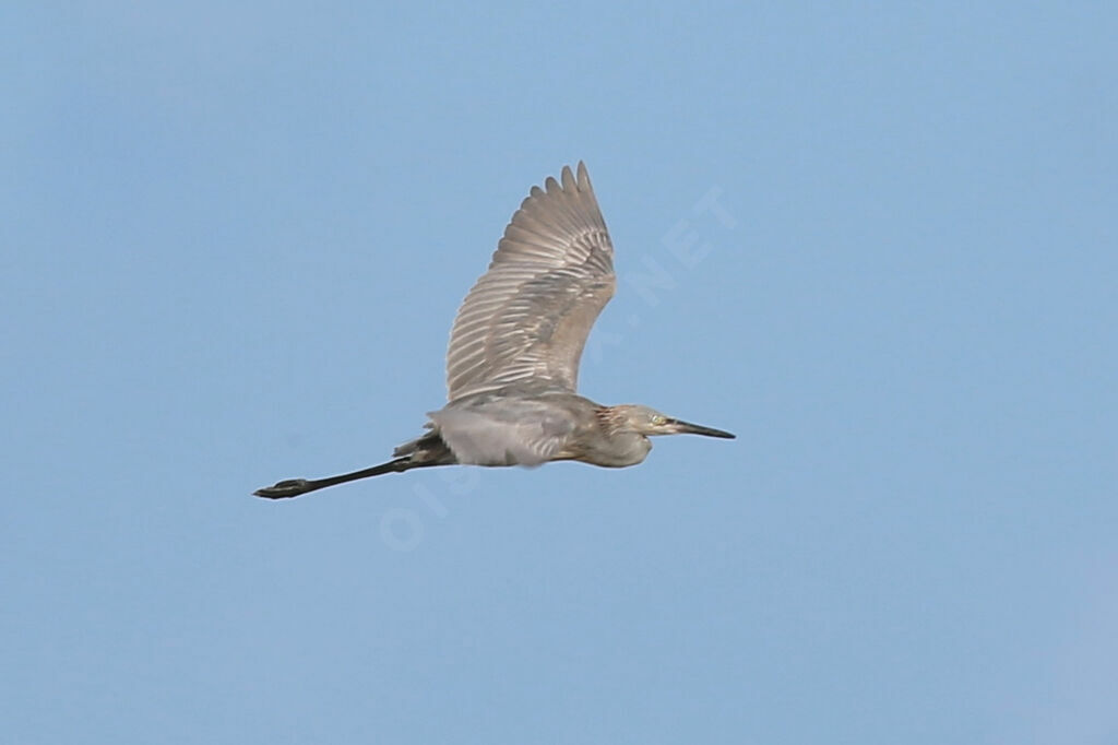 Reddish Egret