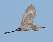 Aigrette roussâtre